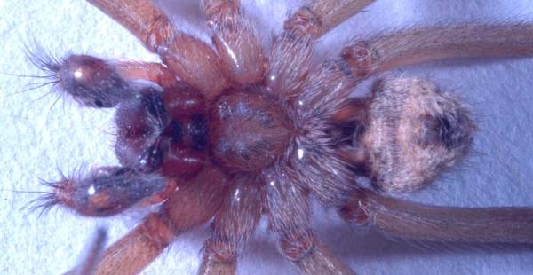 Photo of Eratigena agrestis by <a href="http://www.tru.ca/schs/biol/facpgs/rhiggins/">Rob Higgins</a>